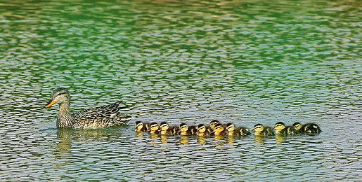 -50%！Steam夏促钜惠，《极限竞速：地平线5》历史新低！